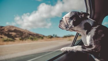 Viajar con mascotas: Destinos, hoteles y accesorios