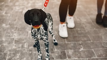 Fashionable girls in a winter city. Stylish ladies in a cute jackets. Women with a dalmatian
