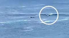 Una familia de focas ayuda a un surfista mordido por un tiburón