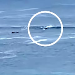 Una familia de focas ayuda a un surfista mordido por un tiburón