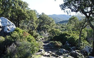 Los 6 bosques m¨¢s impresionantes de Espa?a para visitar en los meses de oto?o