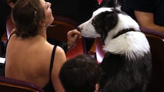 Watch: Anatomy of a Fall star Messi the Dog attends Oscars