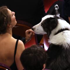 Watch: Anatomy of a Fall star Messi the Dog attends Oscars