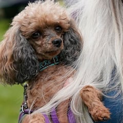 Las razas de perros más pequeñas del mundo: ¿cuáles son y qué tamaño pueden tener?