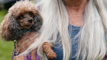 Las razas de perros más pequeñas del mundo: ¿cuáles son y qué tamaño pueden tener?