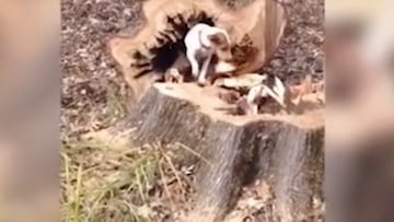 Un hombre corta el tronco de un árbol y sale de dentro el animal.