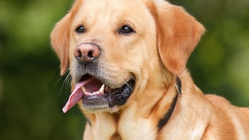 Un perro entra en una casa desconocida y las c¨¢maras de seguridad lo graban todo: chapuz¨®n del perro y due?a
