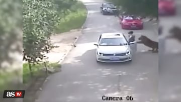 Footage from an animal park in Beijing captured a woman being attacked by a tiger after she got out of her car. It was her mother who came to her rescue.