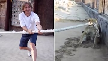 Modric goes viral in epic showdown with a tiger to test who’s stronger