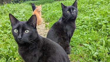 Nueva Tabarca, la isla española en la que viven más gatos que personas