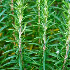 Expertos revelan que hervir este tipo de salvia podría transformar tu vida diaria por sus propiedades antioxidantes