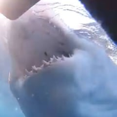 Un tiburón blanco gigante ataca un grupo de turistas que iba en busca de aventuras