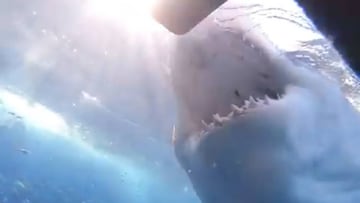 Bullet, tibur&oacute;n blanco de Isla Guadalupe, atacando una jaula con buceadores.