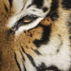 Tiger at Bronx Zoo tests positive for coronavirus