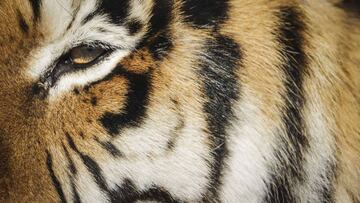 Tiger at Bronx Zoo tests positive for coronavirus