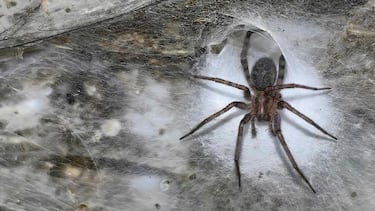 Científicos se adentran en una cueva y descubren la madre de todas las telarañas: una ciudad de 100.000 habitantes entre dos países