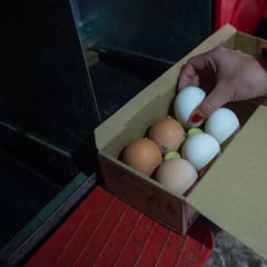 Susana Monge, epidemióloga: “El mayor riesgo es que convivan los virus de la gripe aviar y de la gripe estacional”