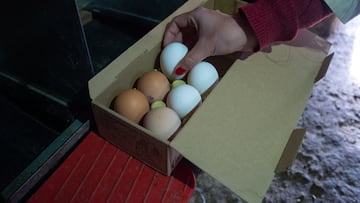 Recogida de huevos de gallinas, a 18 de noviembre de 2025, en Coria, Cáceres, Extremadura (España).
17 NOVIEMBRE 2025;GALLINAS;CORIA;CÁCERES;EXTREMADURA;GRIPE AVIAR;PRECAUCIÓN;AVES;CONFINAMIENTO
Gustavo Valiente / Europa Press
17/11/2025