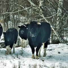 Vacas salvajes en Chernóbil