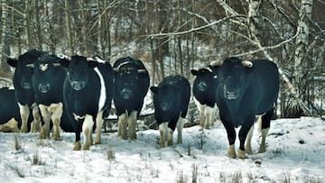 Vacas salvajes en Chernóbil