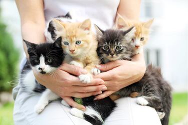 El curioso significado de las personas que siempre acarician a las gatos, según la psicología
