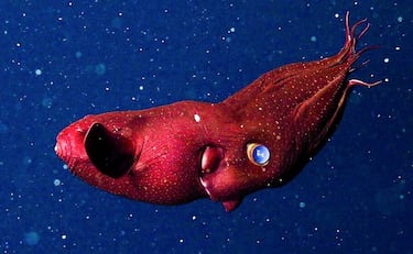 Like something out of a nightmare: the five most terrifying species of the deep sea