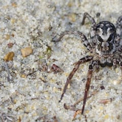Hallan una araña zorro 27 años después