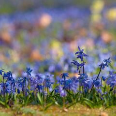 U.S. gets in trouble with toxic invasive plant that comes from Russia and can be dangerous to your pets