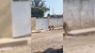 Captan a Tigre caminando tranquilamente por calles de Tecuala, Nayarit