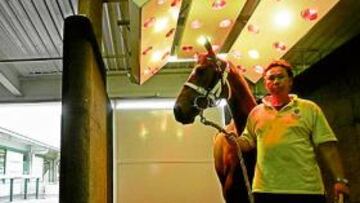 <b>Los preparativos del Jockey Club</b> Los animales en las instalaciones con calefacción