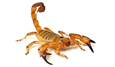 No son las serpientes: el animal peligroso que entran en las casas mexicanas