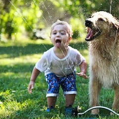 Posible vínculo de los perros con la hepatitis desconocida