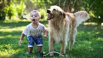 ni&ntilde;os y perros hepatitis