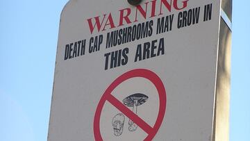 Los expertos alertan sobre el ‘hongo de la muerte’: ha mutado y se ha adaptado