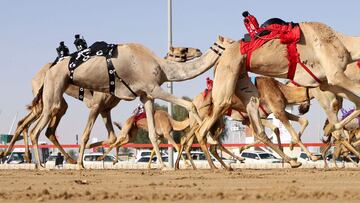 Carreras de camellos dirigidos por robots jinete