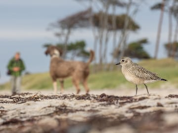 Categor¨ªa: 15-17 a?os. GANADOR DEL PREMIO DE ORO.
La imagen fue tomada en una hermosa playa en el Mar B¨¢ltico, donde conviven visitantes que disfrutan del hermoso paisaje y en este caso un chorlito gris. La escena representa este potencial conflicto entre humanos y naturaleza.