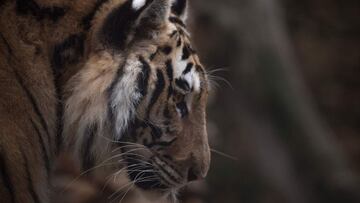 A tiger is pictured at the Animal Rescue Center Zoo de Castellar, in Castellar de la Frontera, southern Spain, on February 20, 2021. - The Animal Rescue Center which has opened to the public after a 7 months closure due to coronavirus restrictions, relays