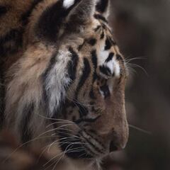 Sherhan, el tigre cantante que vive en un zoo de Rusia