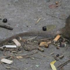 Alerta en Nueva York por una rara enfermedad transmitida por ratas