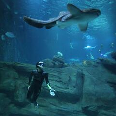 Meet South Korea’s ‘mermaid’ divers - women who may have genetically adapted to dive better, according to a study