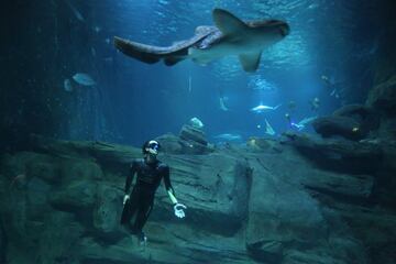 El buceador francés Guillaume Nery se zambulle en la cuenca de tiburones del Acuario de París el 30 de junio de 2018. 