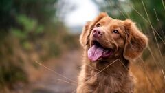 Un perro ataca a un hombre de 67 años en Talavera de la Reina