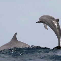 La cualidad de los delfines que se creía única en humanos
