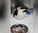 Rescatan a un pingüino en un chiringuito de Huelva