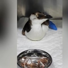 Rescatan a un pingüino en un chiringuito de Huelva