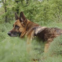 Muere el primer perro por COVID-19