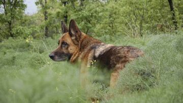 Muere el primer perro por COVID-19