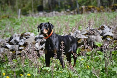 Las razas de perros más rápidas: ¿cuáles son y qué velocidad pueden alcanzar?