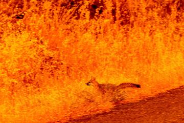 Un zorro corre por el pasto mientras huye de las llamas del incendio Park que arrasó la comunidad de Cohasset en el condado de Butte, California, en julio. 