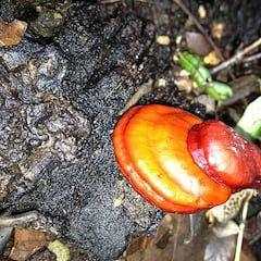 El superalimento chino bueno contra la diabetes y para dormir